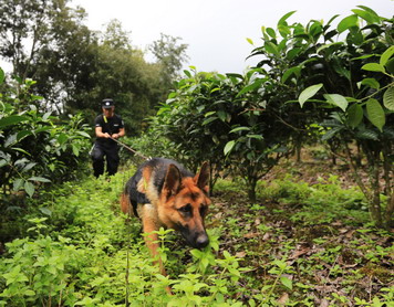 嗨，警犬！